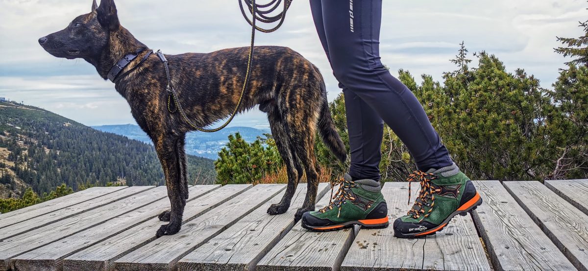 Pies na szlaku i buty trekkingowe Acotango